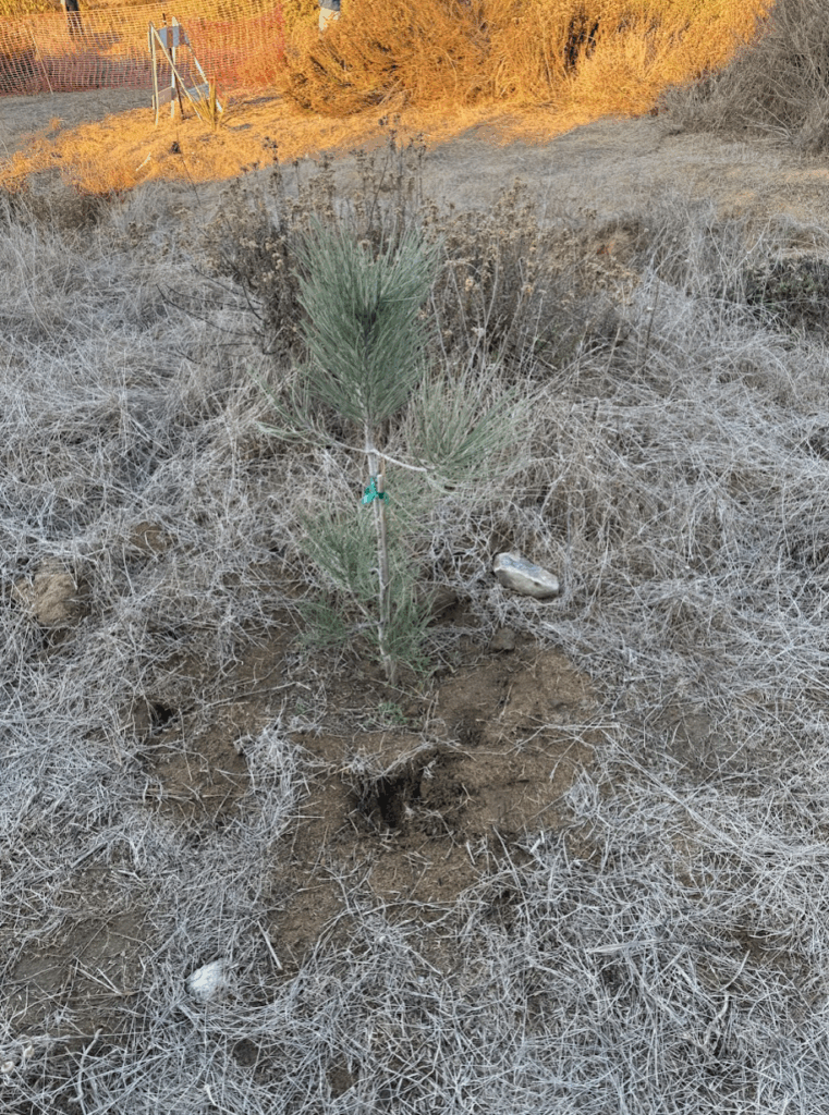 The poison was discovered on Sunset Cliffs Natural Park by the call box at Young Hall. It was placed around Torrey Pine trees, a rare tree species once native to the region, that had recently been guerrilla planted on the cliffs. Photo courtesy of Brad Lally.