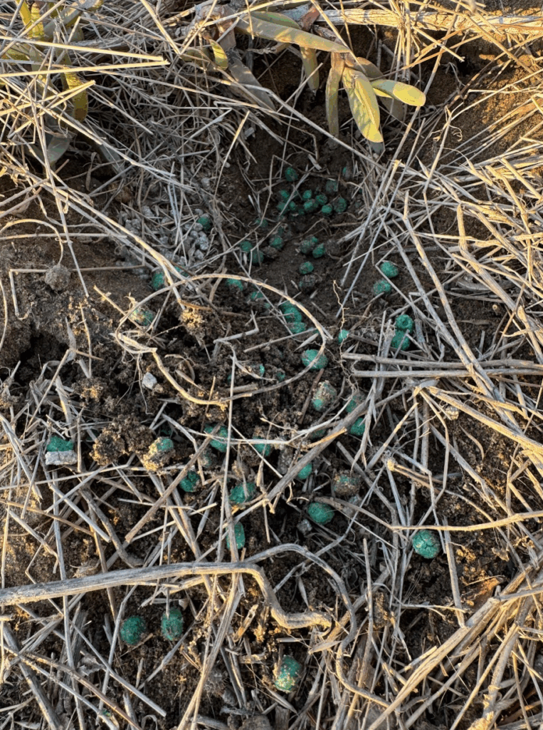 The poison found is a rodenticide that causes internal bleeding and neurological disorders in animals, and it was banned in California by Governor Gavin Newsom on Jan. 1 due to its serious risks to wildlife. Photo courtesy of Brad Lally.