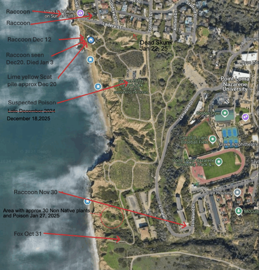 A map of the investigation shows where the dead raccoons, either from distemper or poisoning, were first discovered in Sunset Cliffs Natural Park. Photo courtesy of Brad Lally.