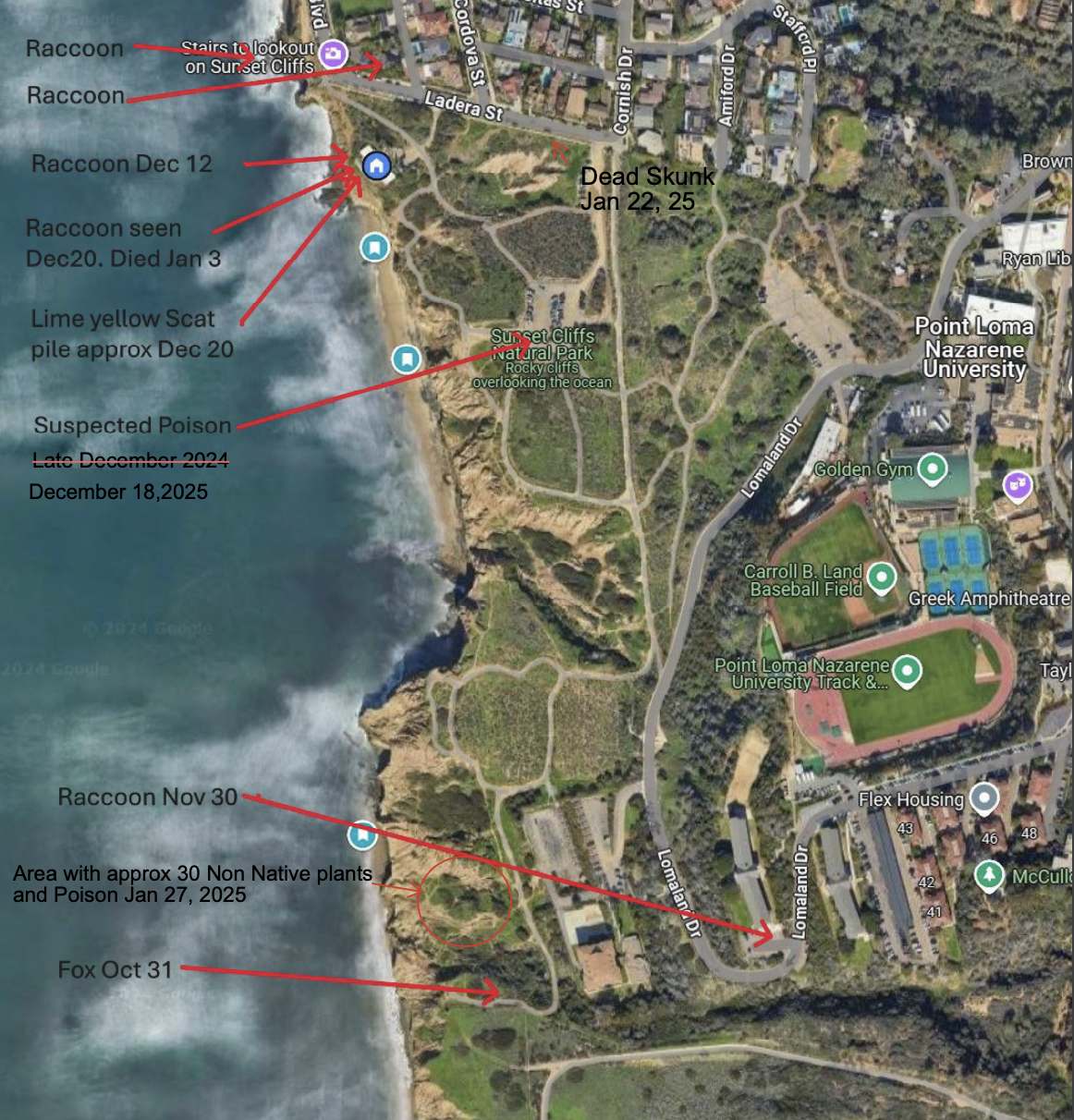 A map of the investigation shows where the dead raccoons, either from distemper or poisoning, were first discovered in Sunset Cliffs Natural Park. Photo courtesy of Brad Lally.