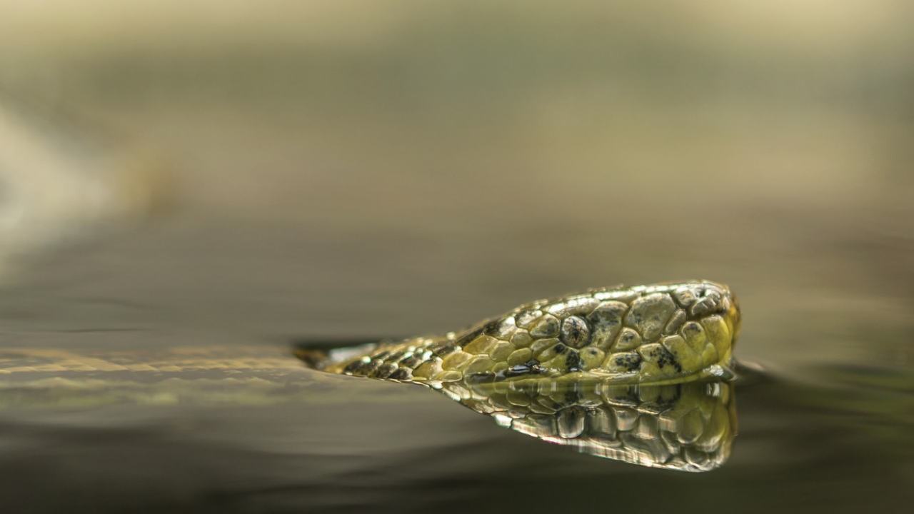 ‘Anaconda’ reboot: Meta or metnah?